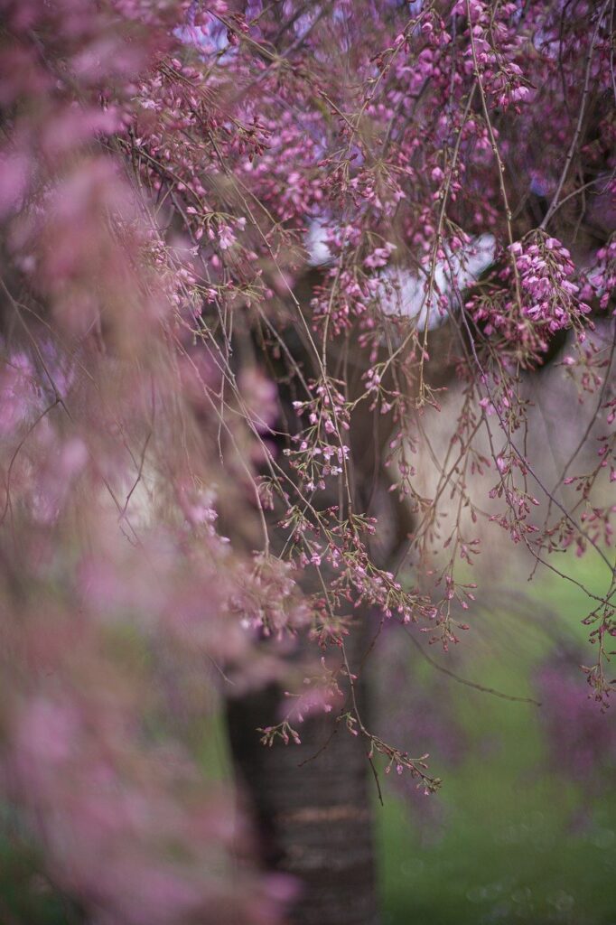 flowers, tree, rosa