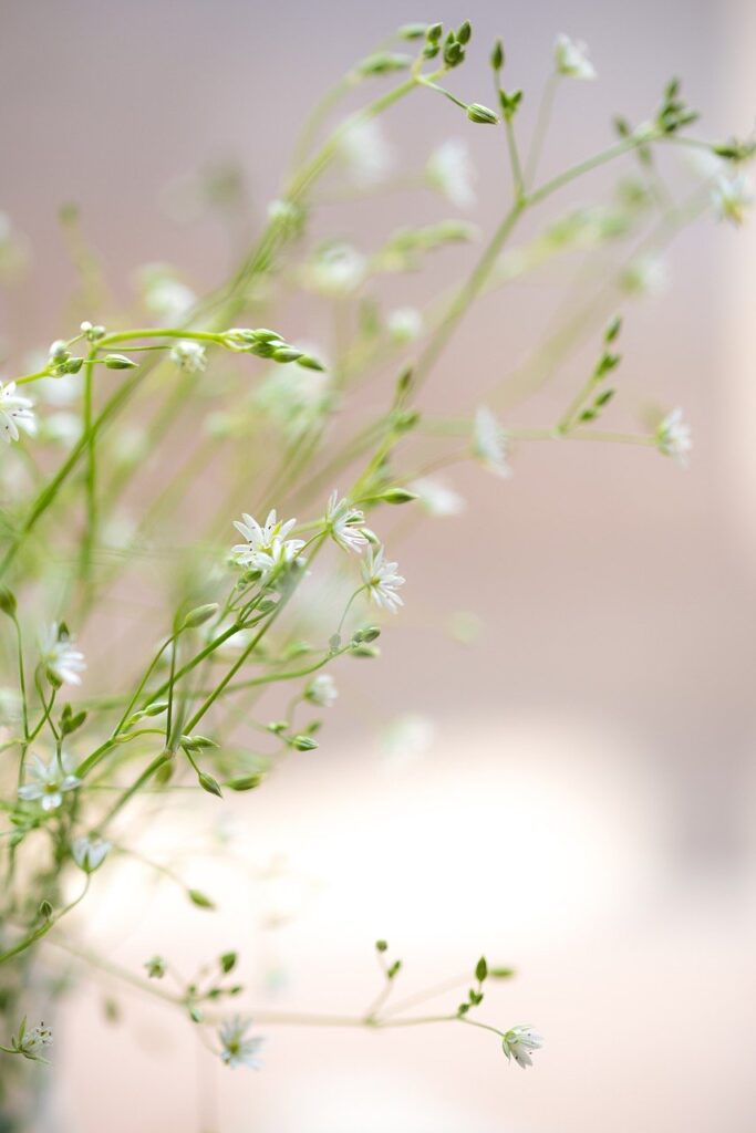 sweetness, flowers, pastel